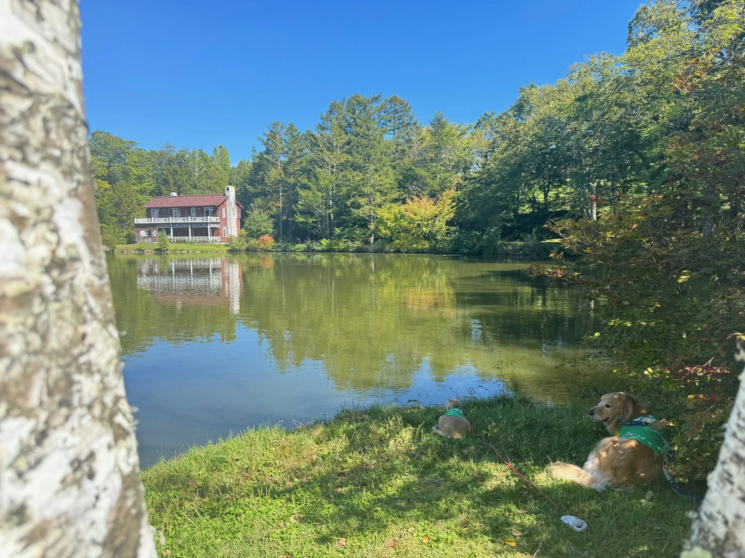 晴れた日の木陰はのんびり過ごす最高の場所。このゆったり過ぎる時間が贅沢です。